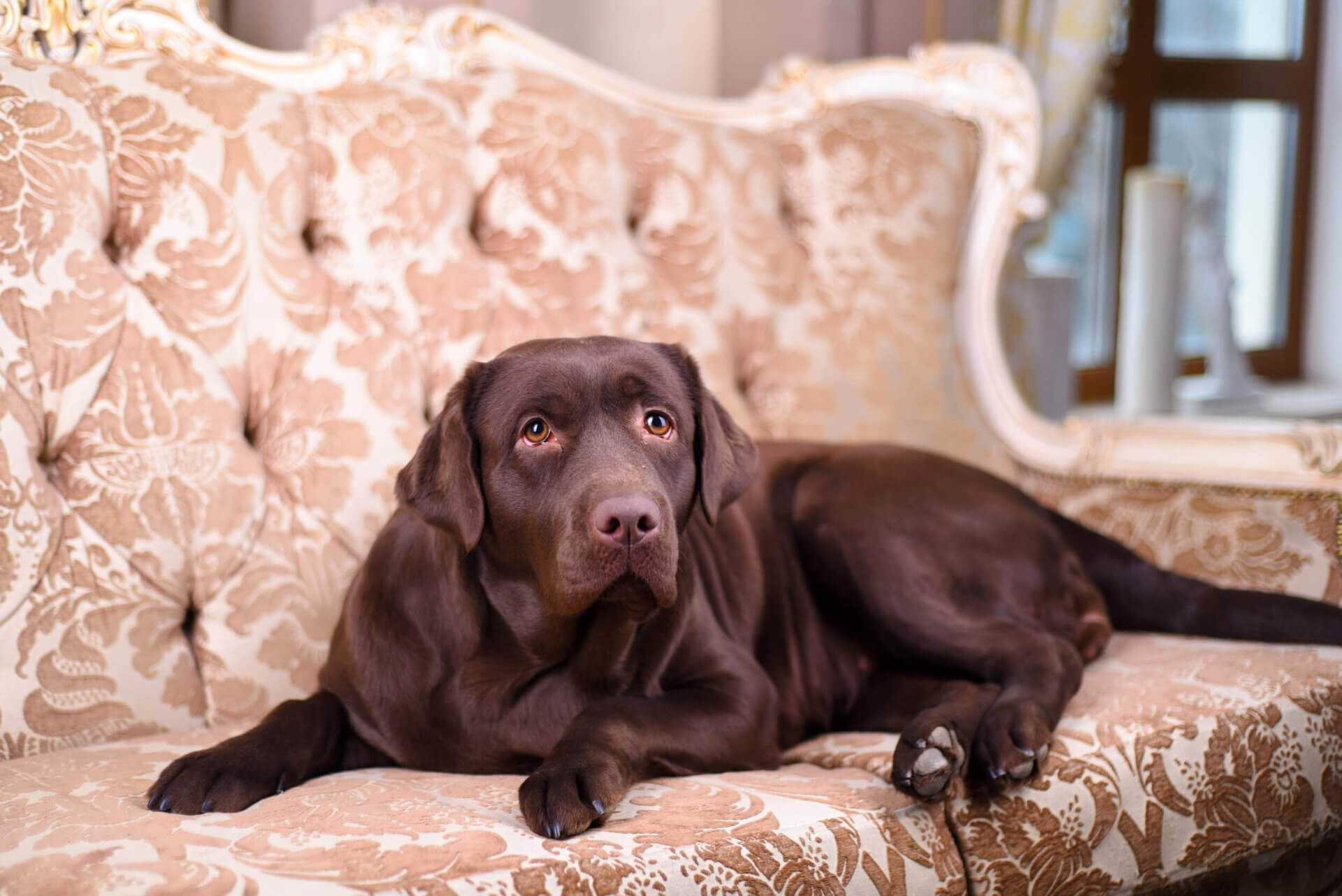 brown dog at pet-friendly apartments Silk lofts